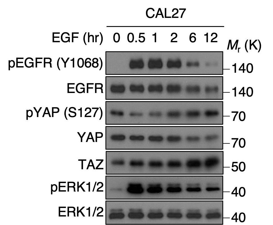 652034de4e82aa24954d40b8