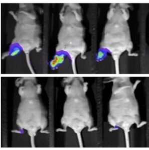 65203a0f4e82aa24954d4158